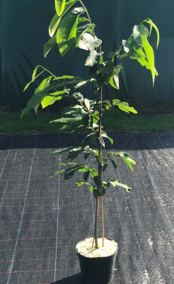 Азимина Сочи 11 пр.120/140 см.(Asimina triloba)