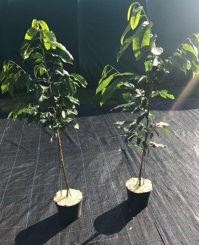 Indianerbanane 'Mango' 160/180 cm (Asimina triloba)