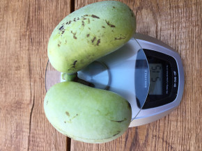 Indianerbanane Overleese ca. 120/140 cm. (Asimina triloba)