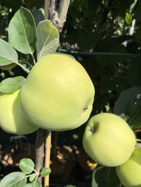 Familienbaum  Aport+Belij Naliv, Duo Apfelbaum (Malus domestica)