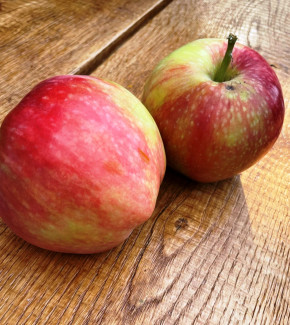 Apfelbaum Kaluzhanka  (Malus domestica Kalužanka) Яблоня Калужанка