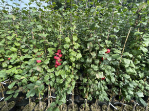 Kitaika Gruschowka Omskaj