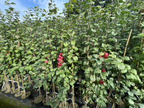 Яблоня Детское