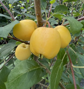 Uralskoe nalivnoe (Malus domestica x Malus prunifolia)