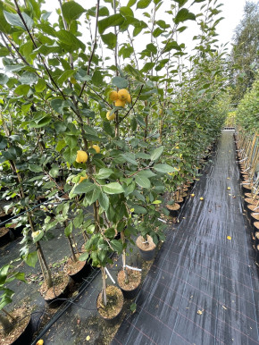 Уральская наливная