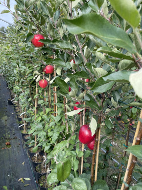 ЯБЛОНЯ „КАТЯ"