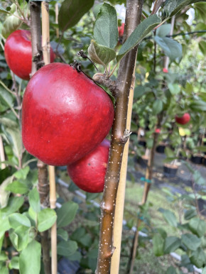 ЯБЛОНЯ „КАТЯ"