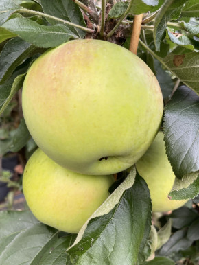 Apfelbaum Kaluzhanka  (Malus domestica Kalužanka) Яблоня Калужанка
