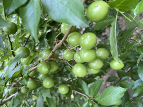 Türkische Pflaume Can Erik (Prunus cerasifera)