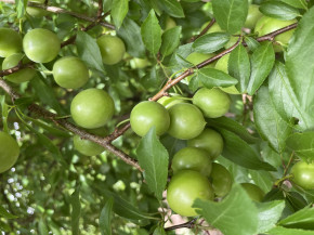 Турецкая слива Can Erik( Prunus cerasifera)