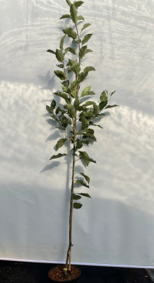 Яблоня Коваленковское