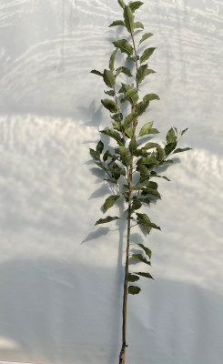 Яблоня Медуница (Malus domestica)