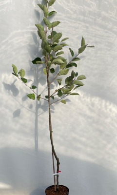 Белый Налив + Апорт Алматинский - Семейное древо яблони c 2 сортами  (Malus domestica)