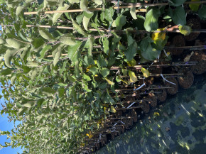 Яблоня Коваленковское