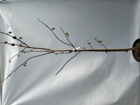 Азимина трехлопастная Оверлиз 160/180 cm.(Asimina triloba)