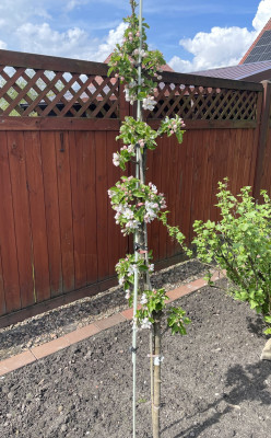 Säulenapfel Anita, Säulen Apfelbaum 120/140 cm. (Malus domestica)