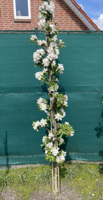 Яблоня Колоновидная Наталюшка 140/160 см (Malus domestica)