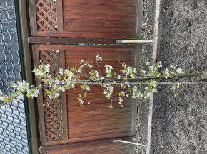 Вишня карликовая Новелла