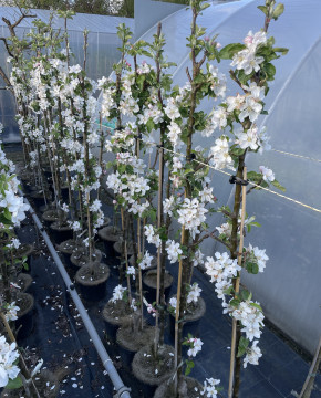 Säulenapfel Anita, Säulen Apfelbaum 120/140 cm. (Malus domestica)