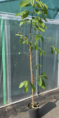 Indianerbanane 'Mango' 160/180 cm (Asimina triloba)
