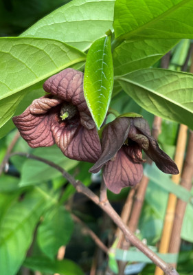 Азимина Sochi 11, пр. 150/180 cm Индейский банан (Asimina triloba)