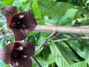Asimina triloba Prima ca. 80/100 cm.  (Asimina triloba)