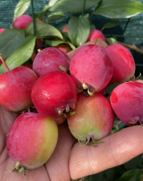 Kitaika Gruschowka Omskaj