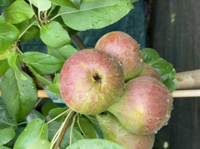 2 Sorten Säulen Birnenbaum Pepi + Decora