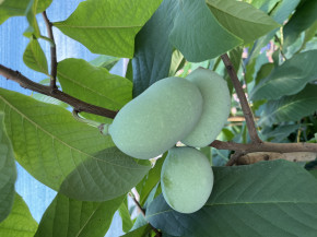 Азимина Сочи 11, 80/100 см. Индейский банан (Asimina triloba)