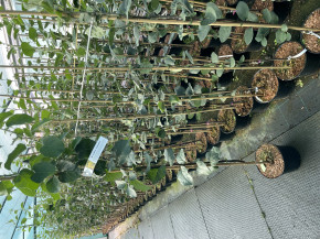 Айва сладкая Shirin (Cydonia Shirin) Quittenbaum ca. 130/150 cm
