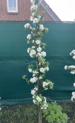 Säulenapfel Anita, Säulen Apfelbaum 120/140 cm. (Malus domestica)