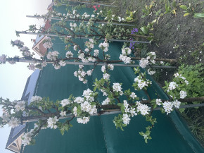 Säulenapfel Moskowskoe Ogerelje 180/200 cm (Malus domestica)
