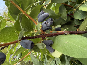 Gimolost Bakczarskij Velikan