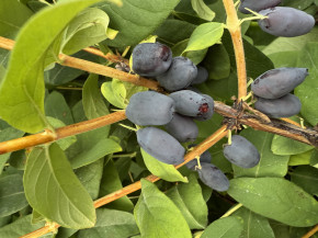 Gimolost Boreal Beast (Lonicera caerulea var. kamtschatica)