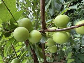 Türkische Pflaume Can Erik (Prunus cerasifera)