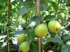 Duo-Birnenbaum Zwei Sorten - ein Baum. Birne Souvenir + Nashi-Birne Nijisseiki