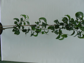 Duo-Birnenbaum Zwei Sorten - ein Baum. Birne Souvenir + Nashi-Birne Nijisseiki