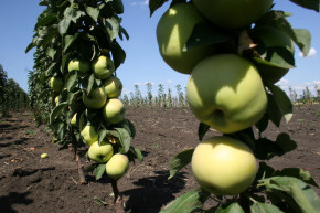 Säulenapfel Präsident 80/120 cm. (Malus domestica )