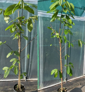 Азимина Sochi 11, пр. 150/180 cm Индейский банан (Asimina triloba)