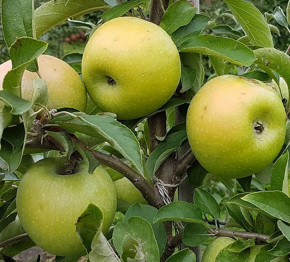 Apfel Simirenko
