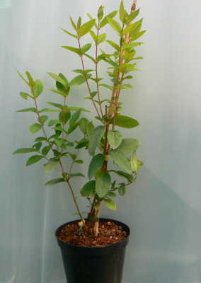 Жимолость Ленинградский Великан