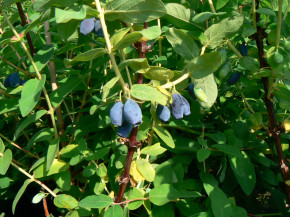 Czulymskaja(Чулымская)