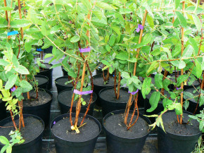 Gimolost  Gordost Bakczara