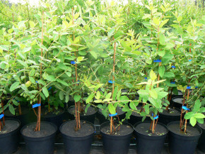 Czulymskaja(Чулымская)