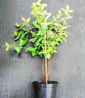 Gimolost Bakczarskij Velikan