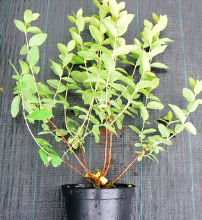 Gimolost Boreal Beast (Lonicera caerulea var. kamtschatica)