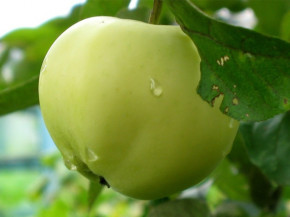 Familienbaum Belij Naliv + Limonka, Duo Apfelbaum