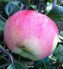 IMG_4633 - Kopie_5ed43c817ca7d3216bb6b5d820474305f4f1f446.JPG